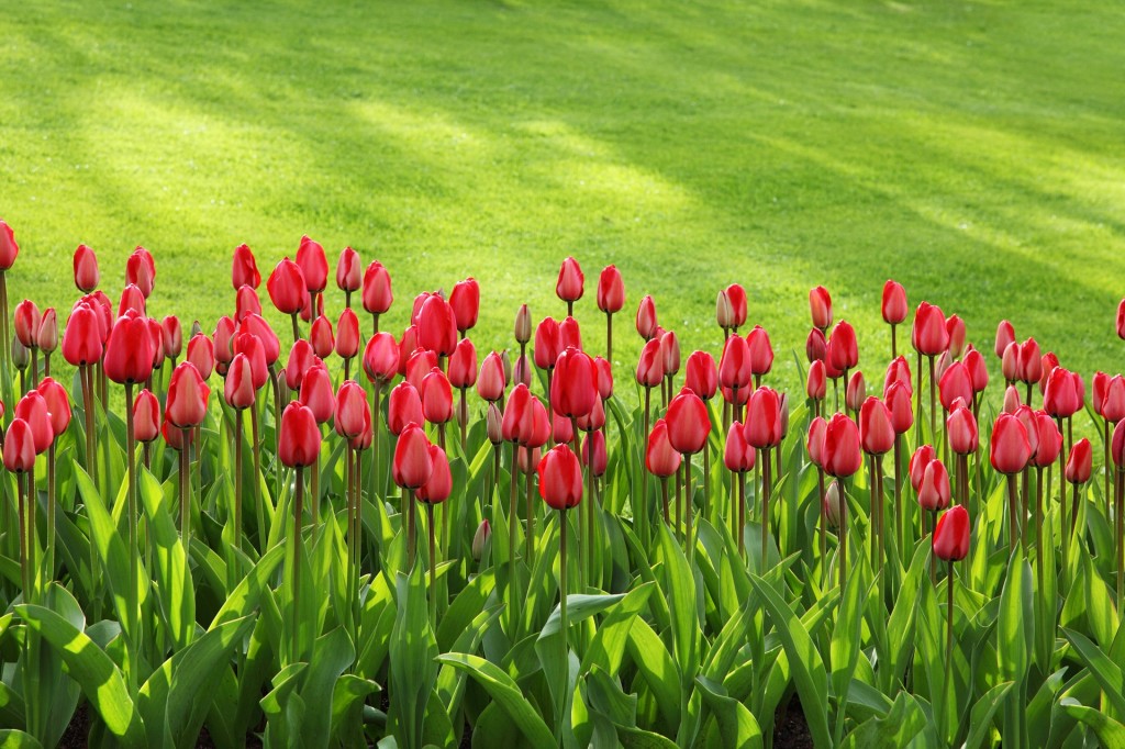 1163 - So legen Sie einen pflegeleichten Garten an